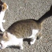 緊急！サバシロ子猫オス生後4～6か月？