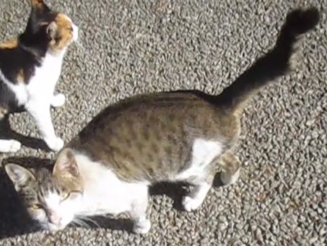 緊急！サバシロ子猫オス生後4～6か月？