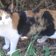 緊急！ミケ子ねこメス生後4～6か月？