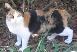 緊急！ミケ子ねこメス生後4～6か月？