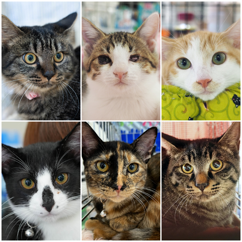 子猫中猫20匹くらい♪みよし市