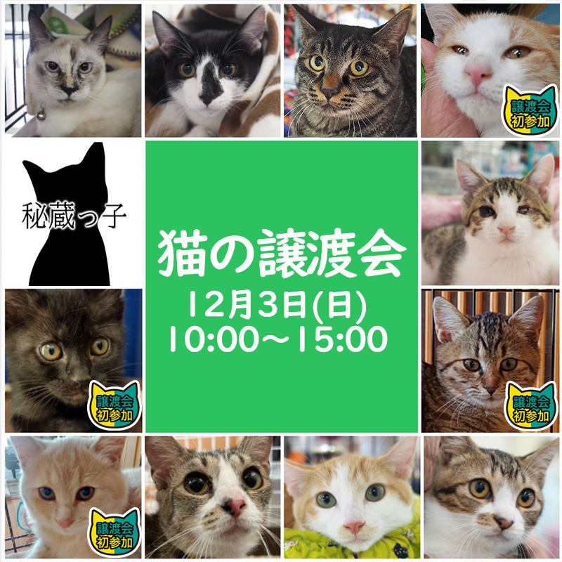 子猫中猫20匹参加決定♪みよし市