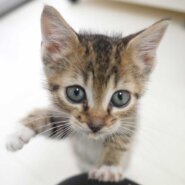 キジ系2兄妹のキジ白の女の子