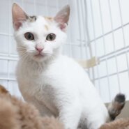 4兄妹の子猫の①三毛の女の子