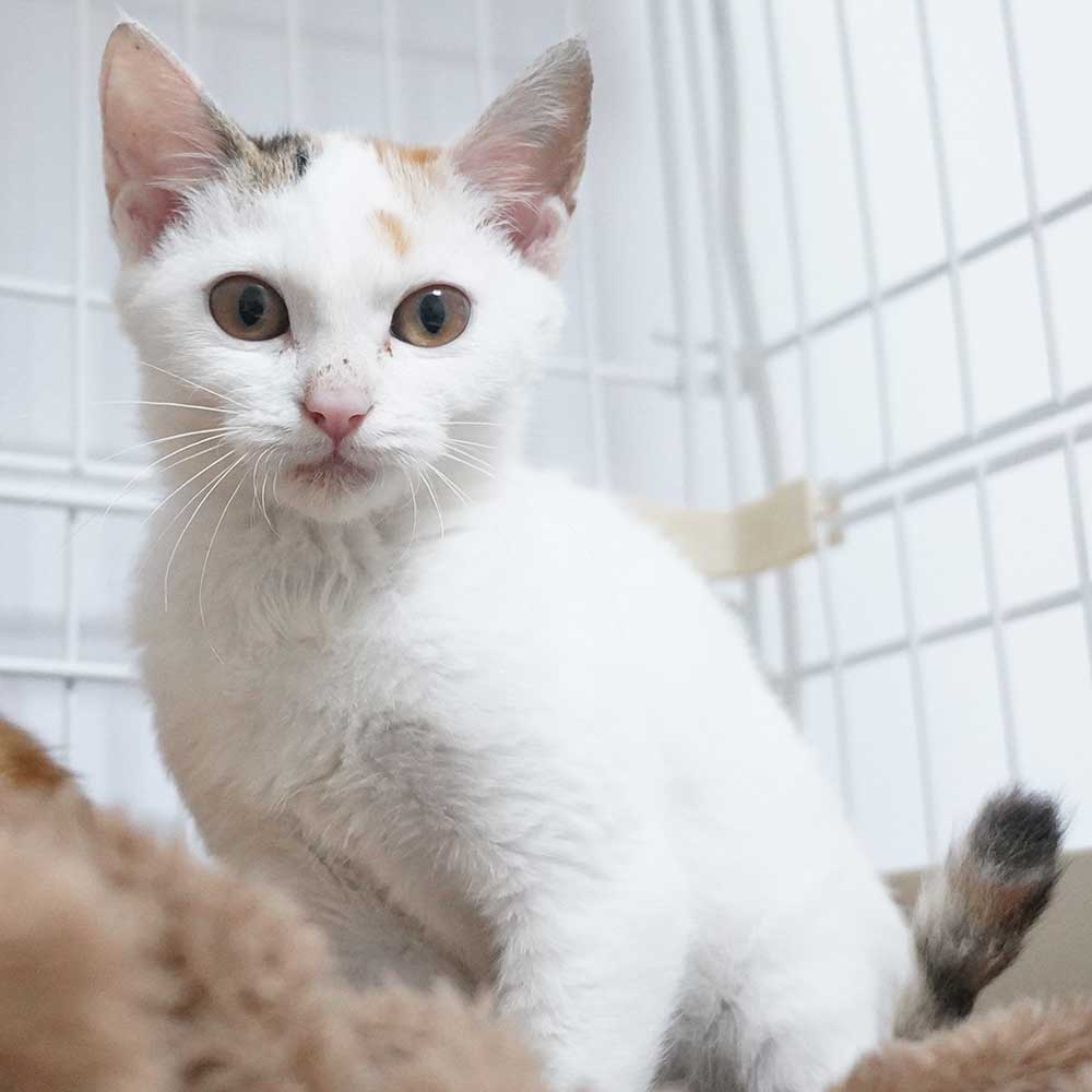 4兄妹の子猫の①三毛の女の子