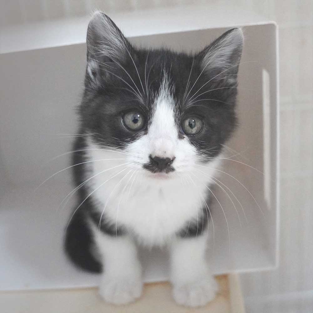 黒白ハチワレの子猫の男の子