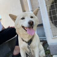 人懐っこい柴犬