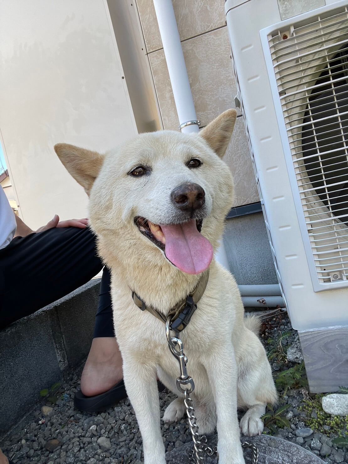 人懐っこい柴犬