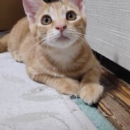 やさしくて活発なオス茶トラ