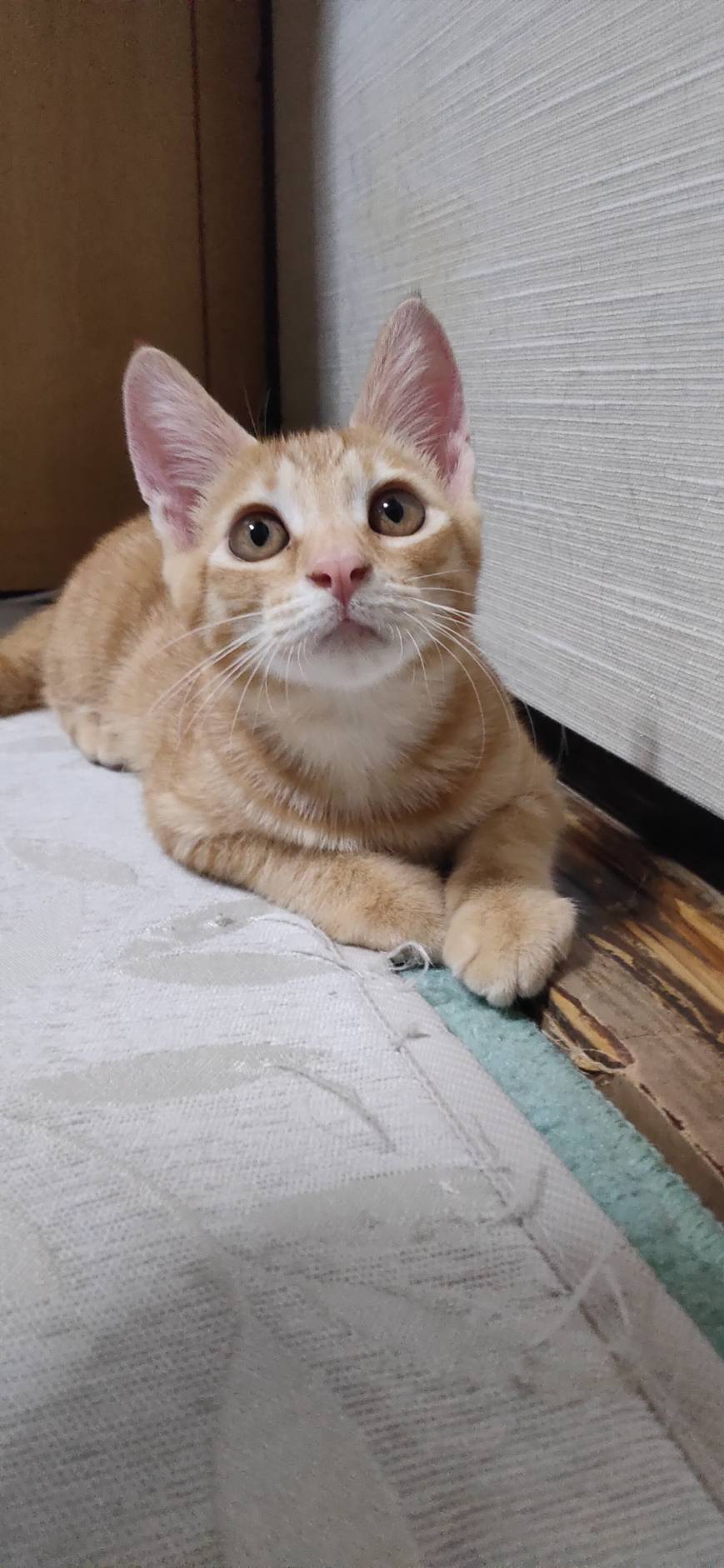 やさしくて活発なオス茶トラ