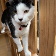 【避妊済】シャイで大人しめの鼻黒ちゃん