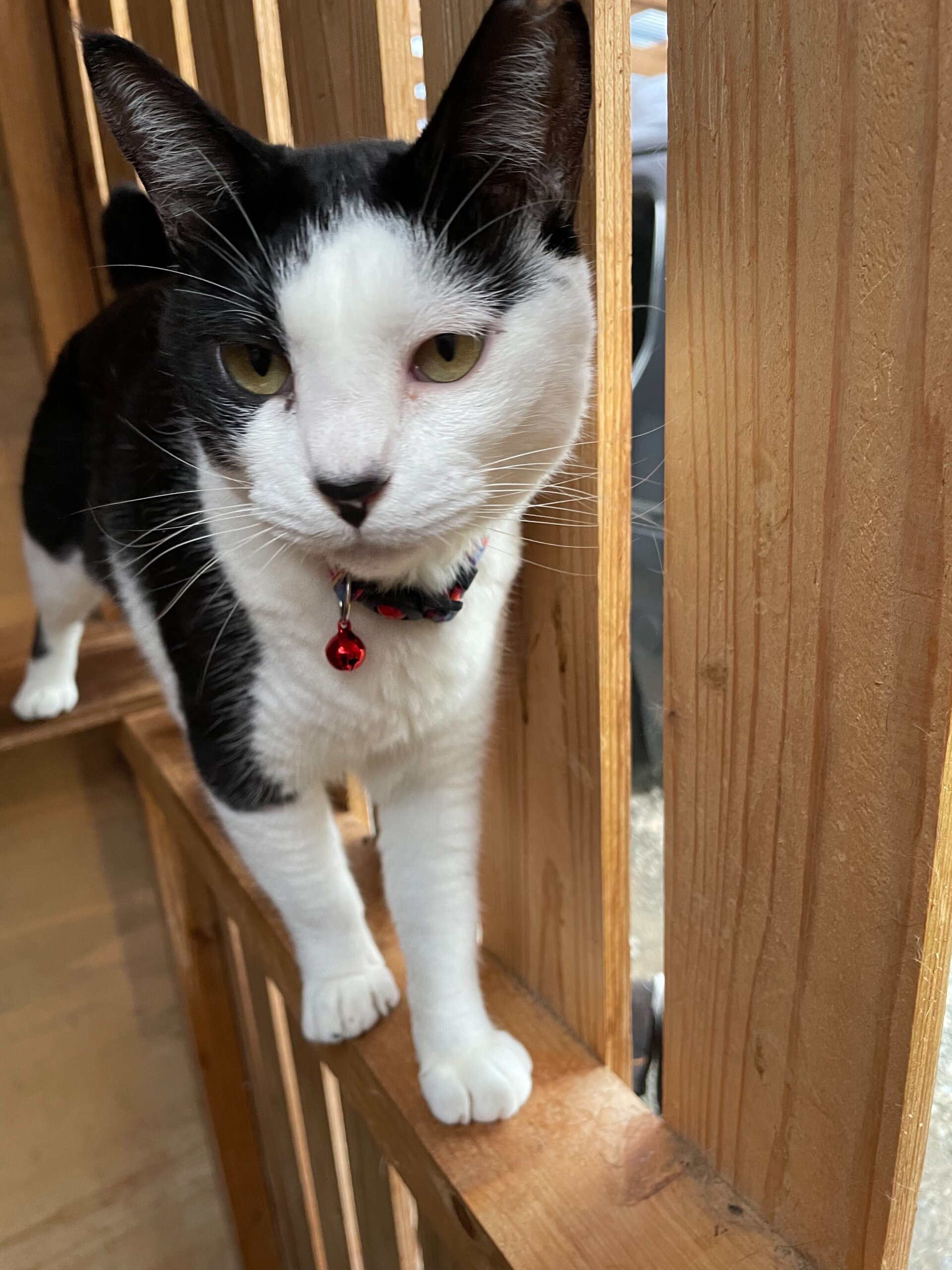 【避妊済】シャイで大人しめの鼻黒ちゃん