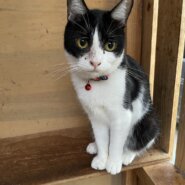 【避妊済】きれいな八割れ八ちゃん