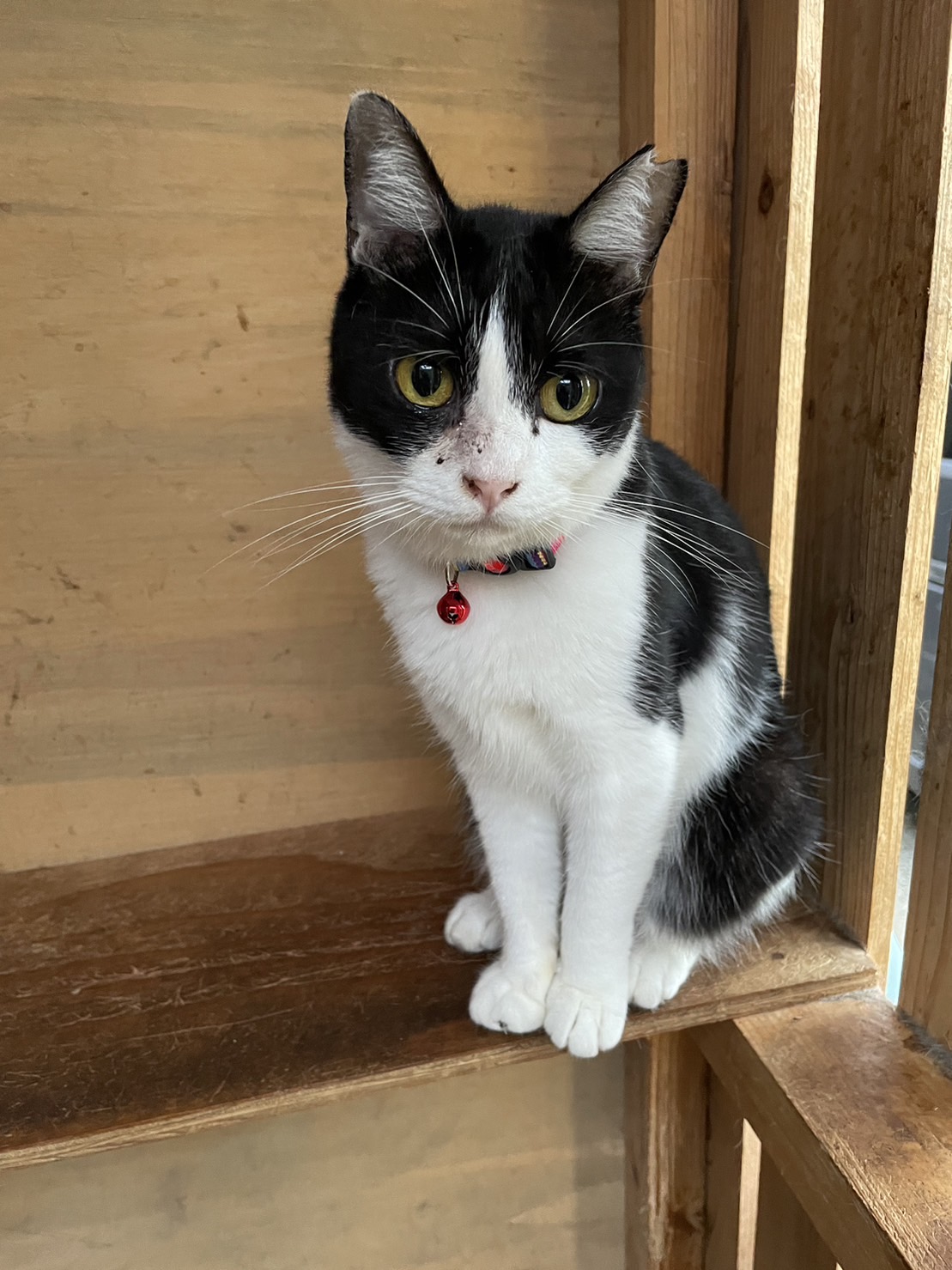 【避妊済】きれいな八割れ八ちゃん