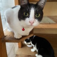 【避妊済】母猫そっくり美人顔の八割れちゃん