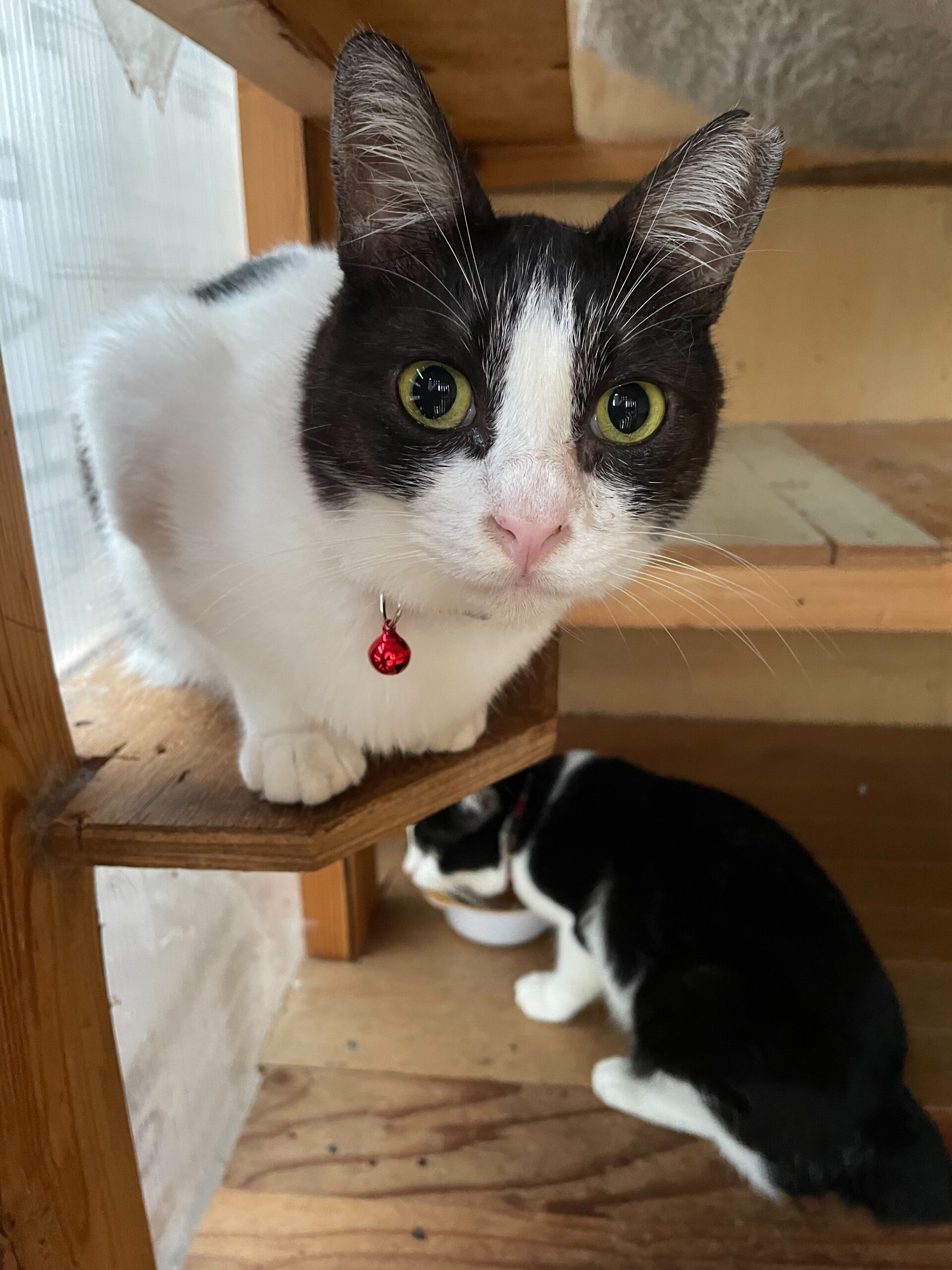 【避妊済】母猫そっくり美人顔の八割れちゃん