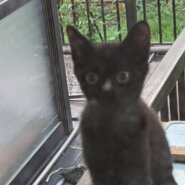 魔女の宅急便に出てくるジジそっくりなメスの子猫