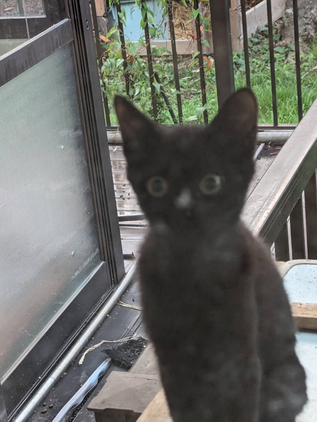 魔女の宅急便に出てくるジジそっくりなメスの子猫