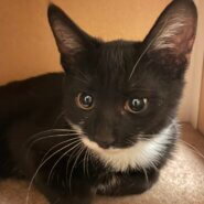 トライアル決定！【気品漂うタキシード美女】3ヶ月ダイアナちゃん