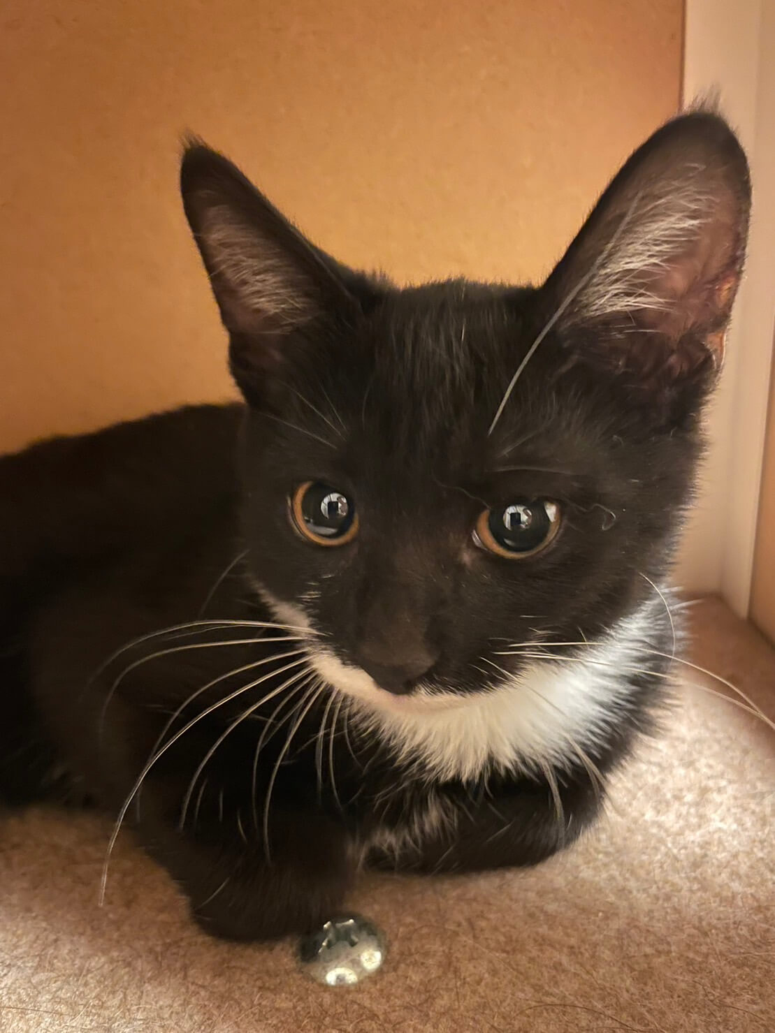 トライアル決定！【気品漂うタキシード美女】3ヶ月ダイアナちゃん