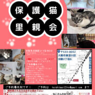 子猫だらけの里親会