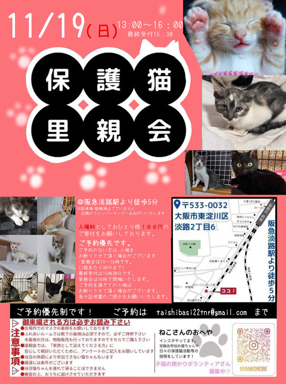 子猫だらけの里親会