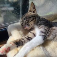 可愛いキジシロの女の子