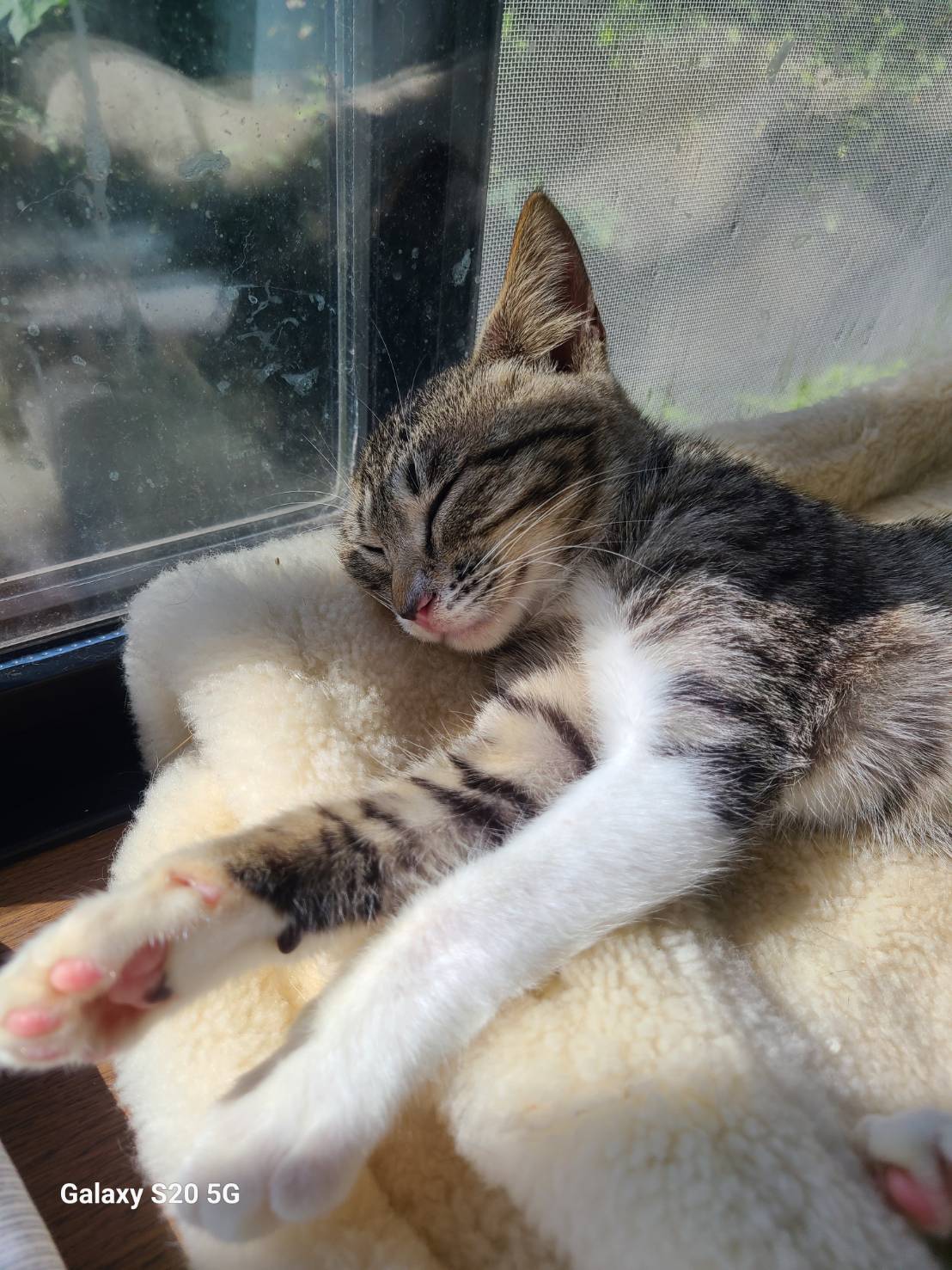 可愛いキジシロの女の子