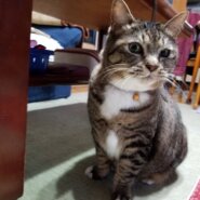 飼い主さん手術入院となり😓長期の預かりボランティア募集中