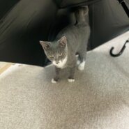 【グレーのフワフワボーイ】3ヶ月エディくん