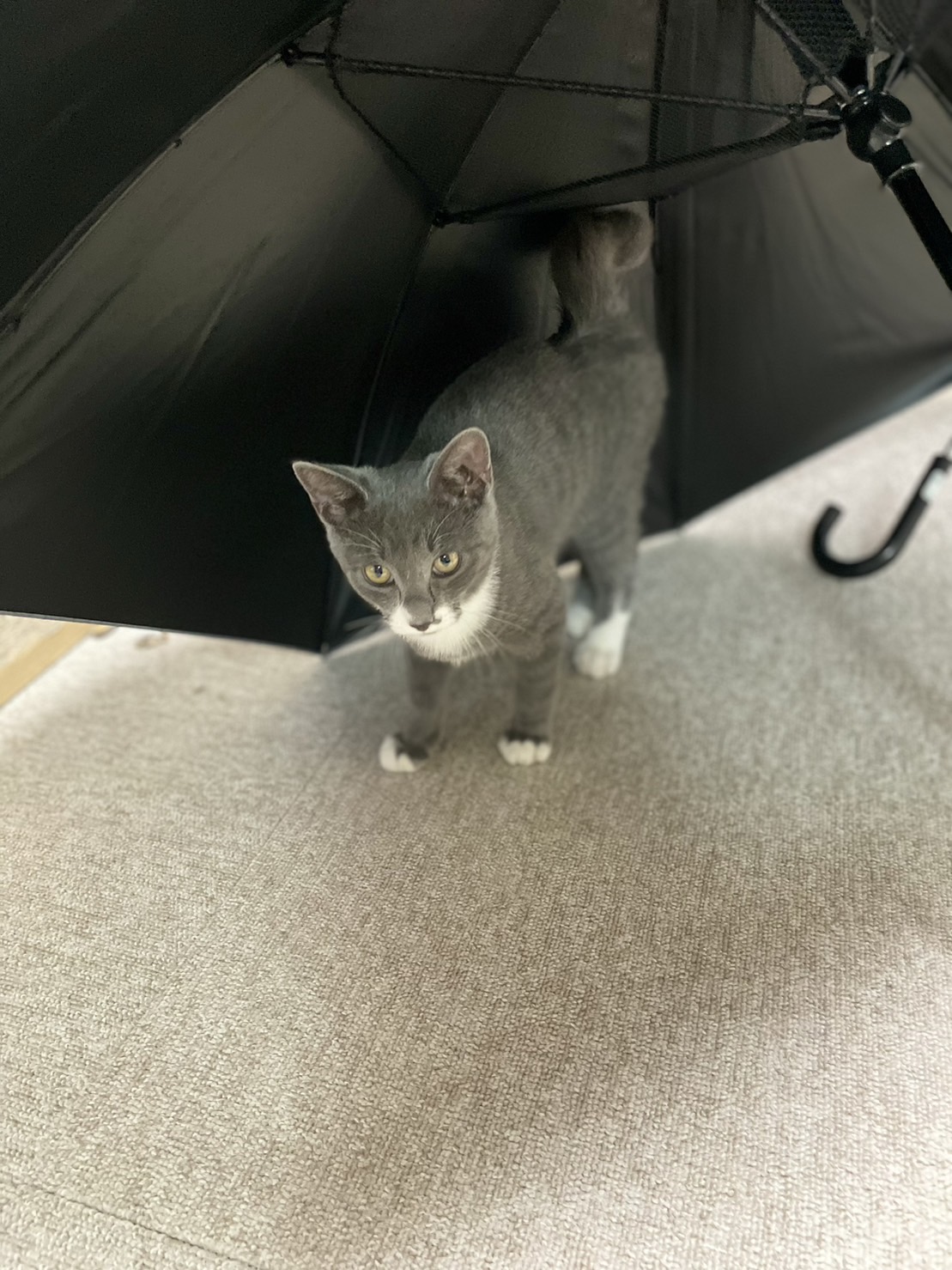 【グレーのフワフワボーイ】3ヶ月エディくん