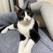 【撫でられ好きのお坊ちゃま】7ヶ月前後ベーハチくん