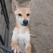 香川県【保健所レスキュー】小柄なカシューくん