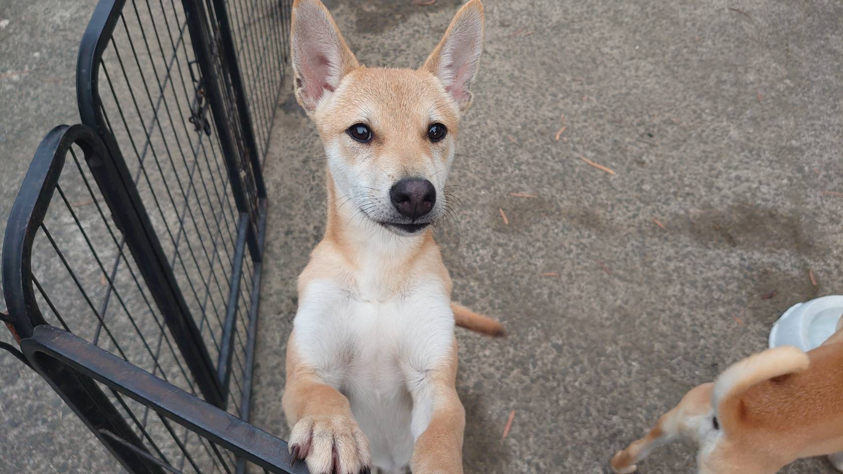 香川県【保健所レスキュー】小柄なカシューくん