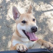 香川県【保健所レスキュー】小柄なヘーゼルくん