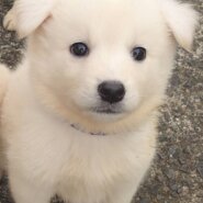 香川県【保健所レスキュー】アクティブなポトフくん