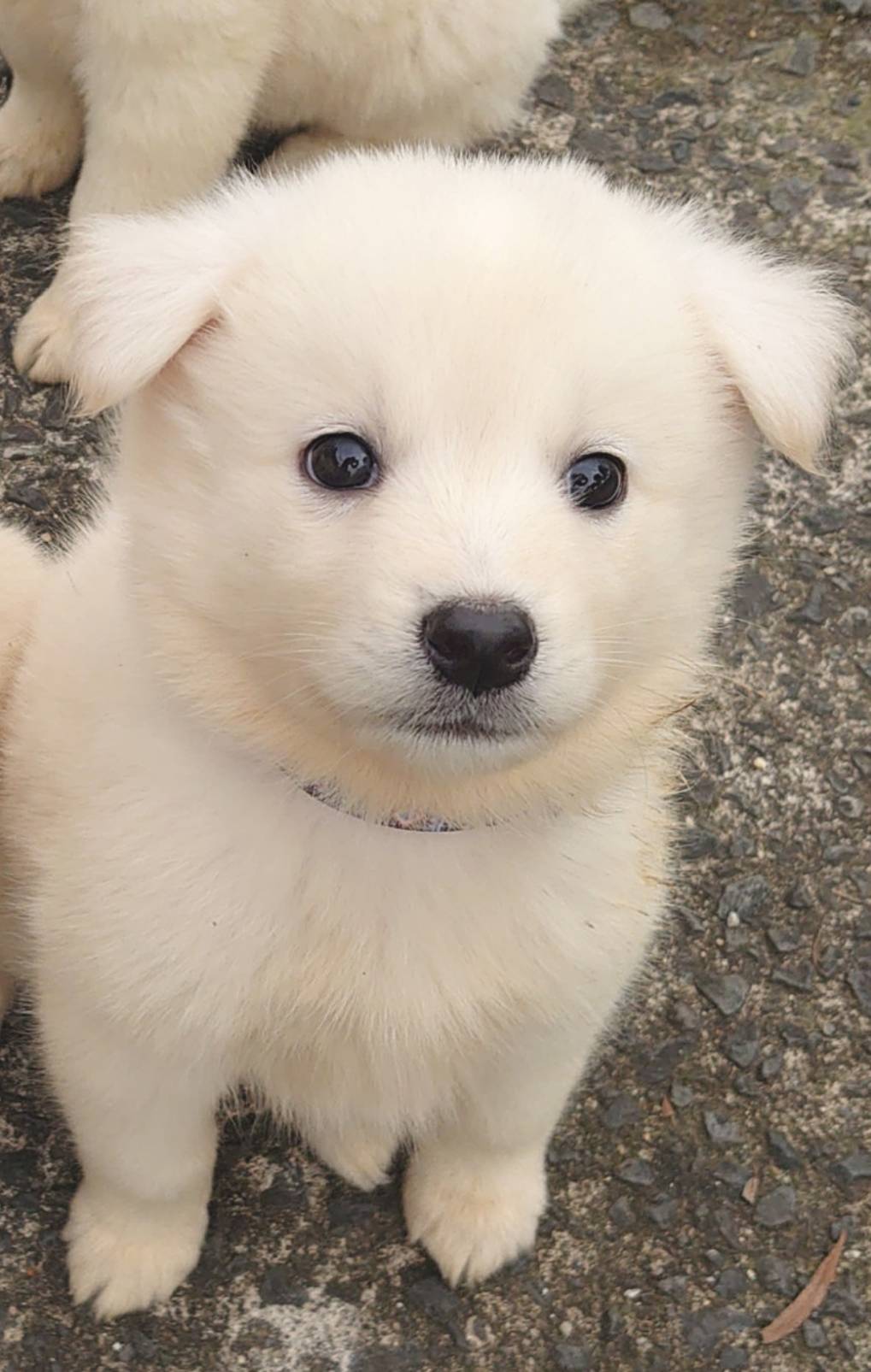 香川県【保健所レスキュー】アクティブなポトフくん