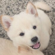 香川県【保健所レスキュー】アクティブなキッシュくん