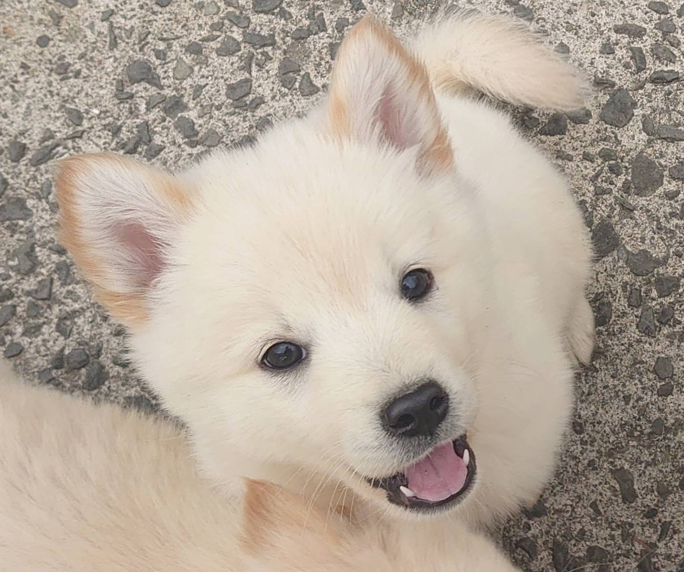 香川県【保健所レスキュー】アクティブなキッシュくん