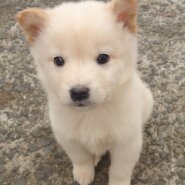 香川県【保健所レスキュー】アクティブなナゲットくん