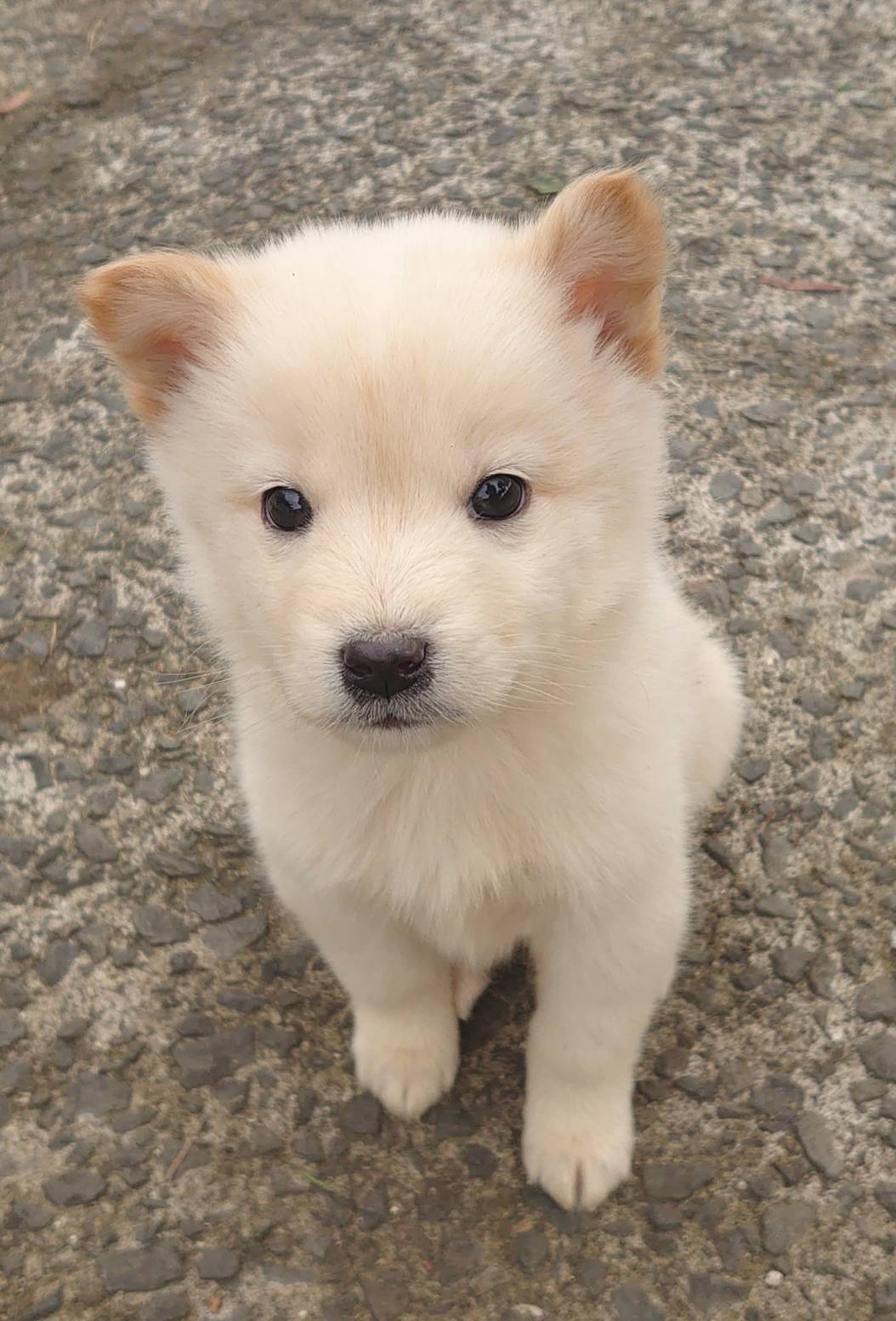 香川県【保健所レスキュー】アクティブなナゲットくん