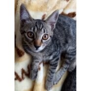 生後3ヶ月の子猫（クロトラの女の子）