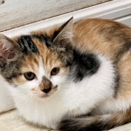 ★かわいい三毛猫★