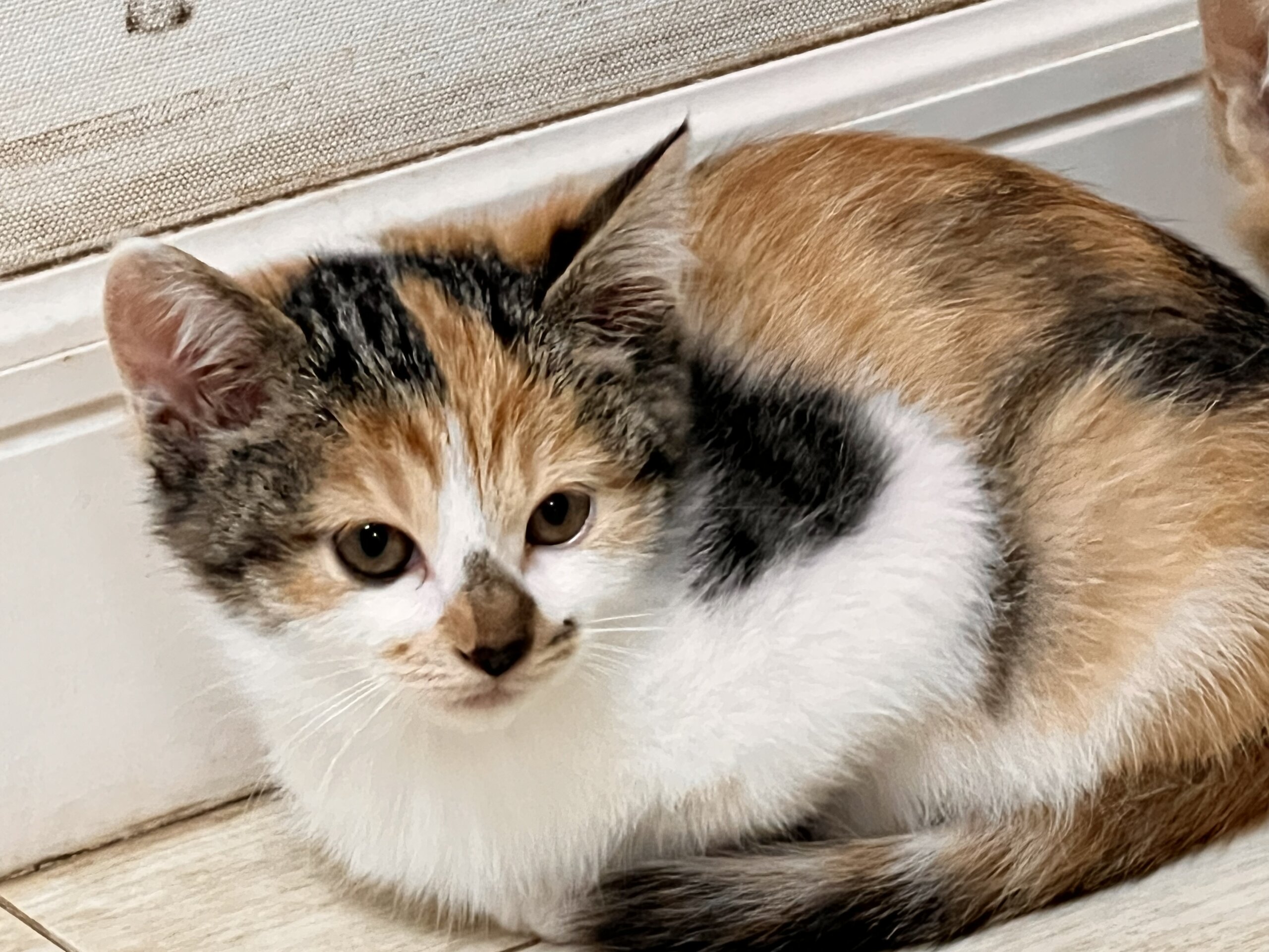 ★かわいい三毛猫★