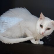 大至急　真っ白な猫