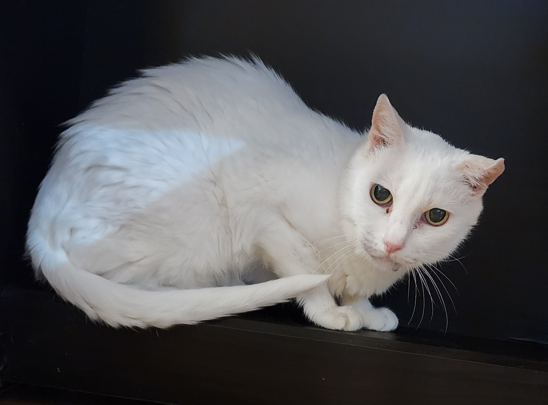 大至急　真っ白な猫