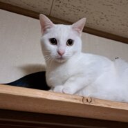 真っ白な男の子