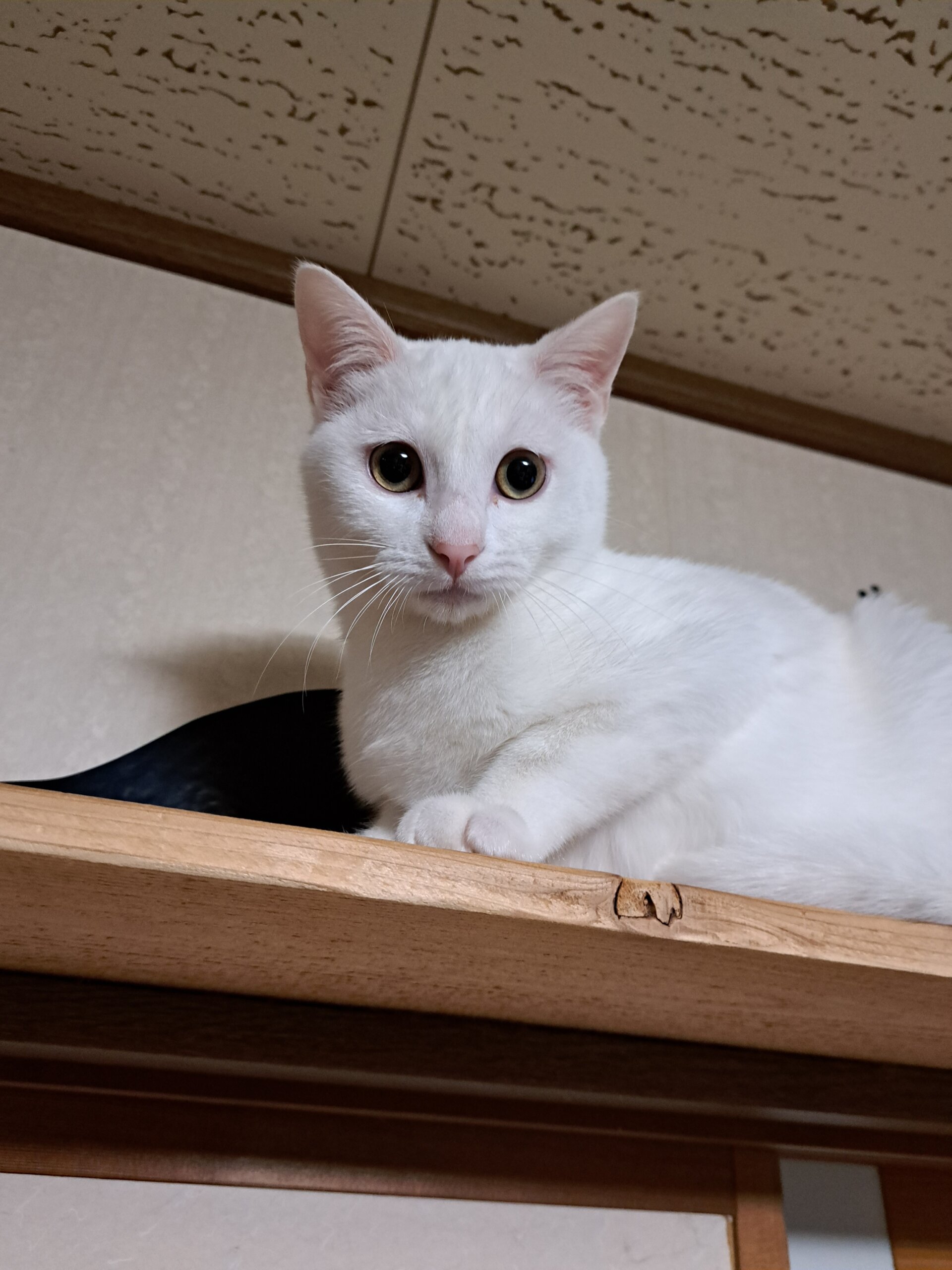 真っ白な男の子