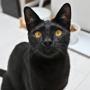 【譲渡決定】影千代：人馴れ抜群で抱っこも大好き