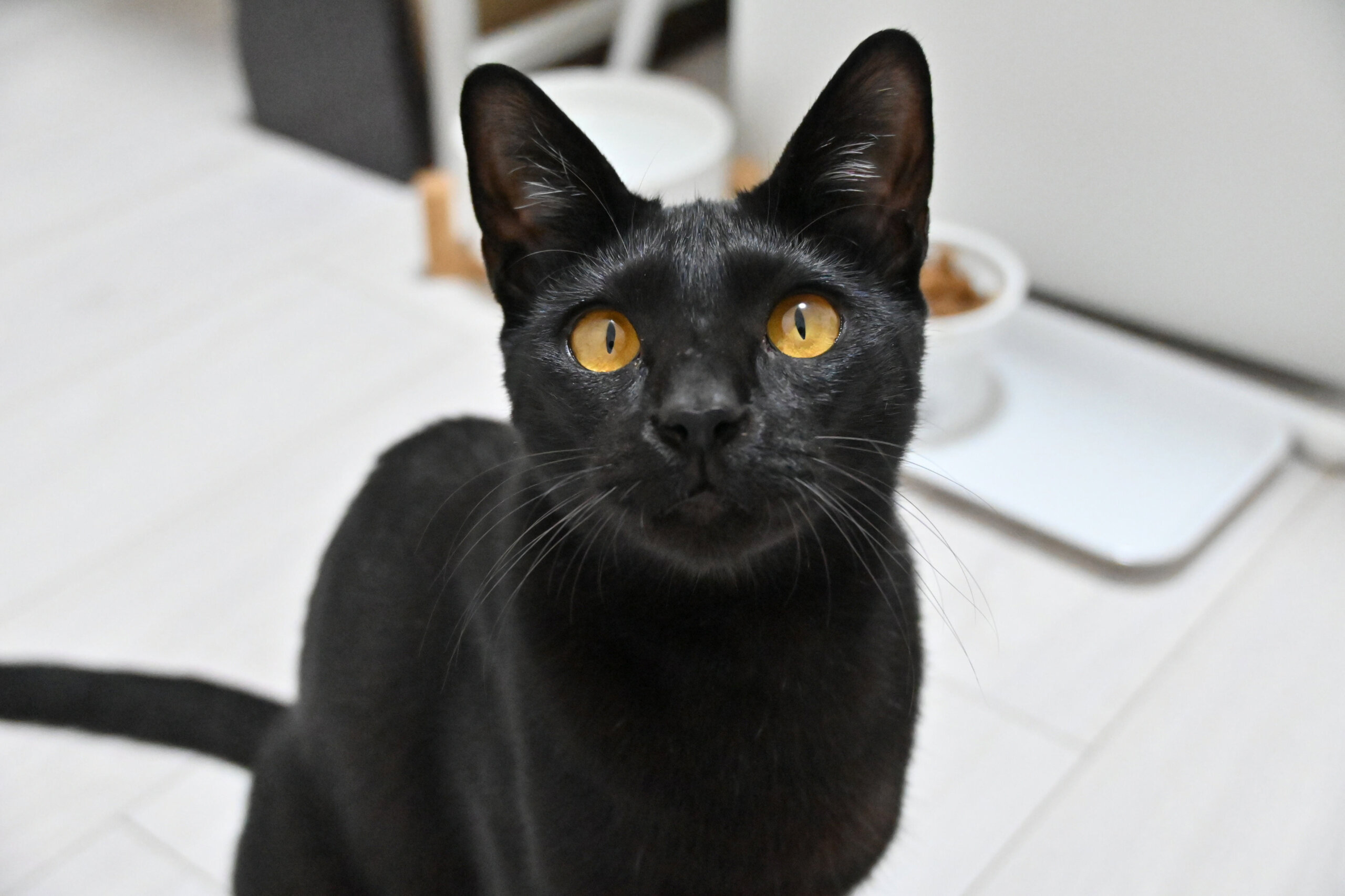 【譲渡決定】影千代：人馴れ抜群で抱っこも大好き